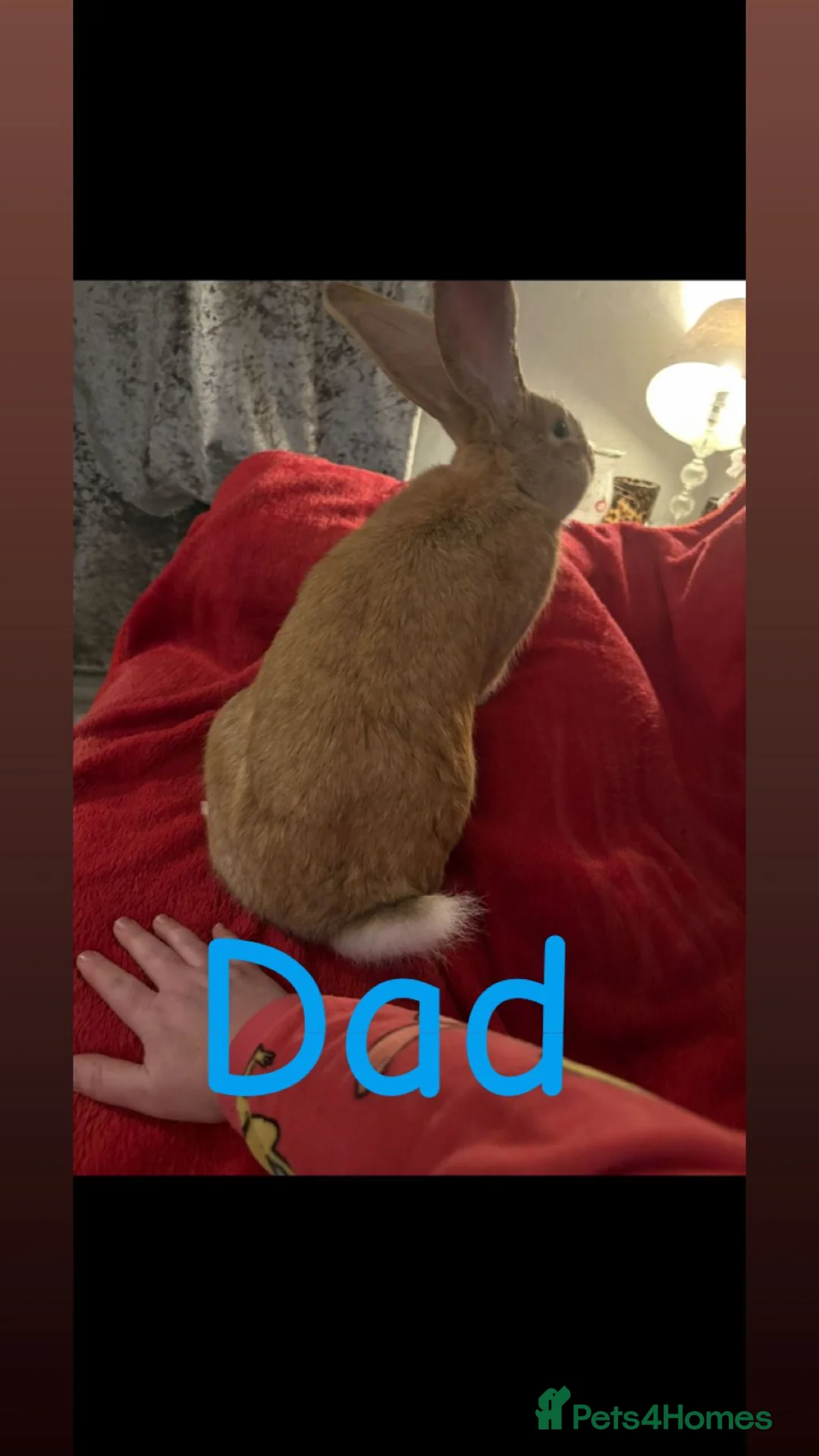 Continental Giant rabbits for sale: Beautiful continental giant babies  - Advert 9