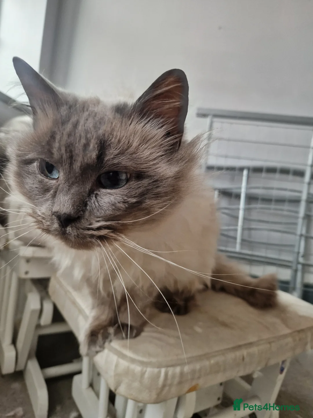 Ragdoll cats for sale: Ragdoll Male  - Advert 2