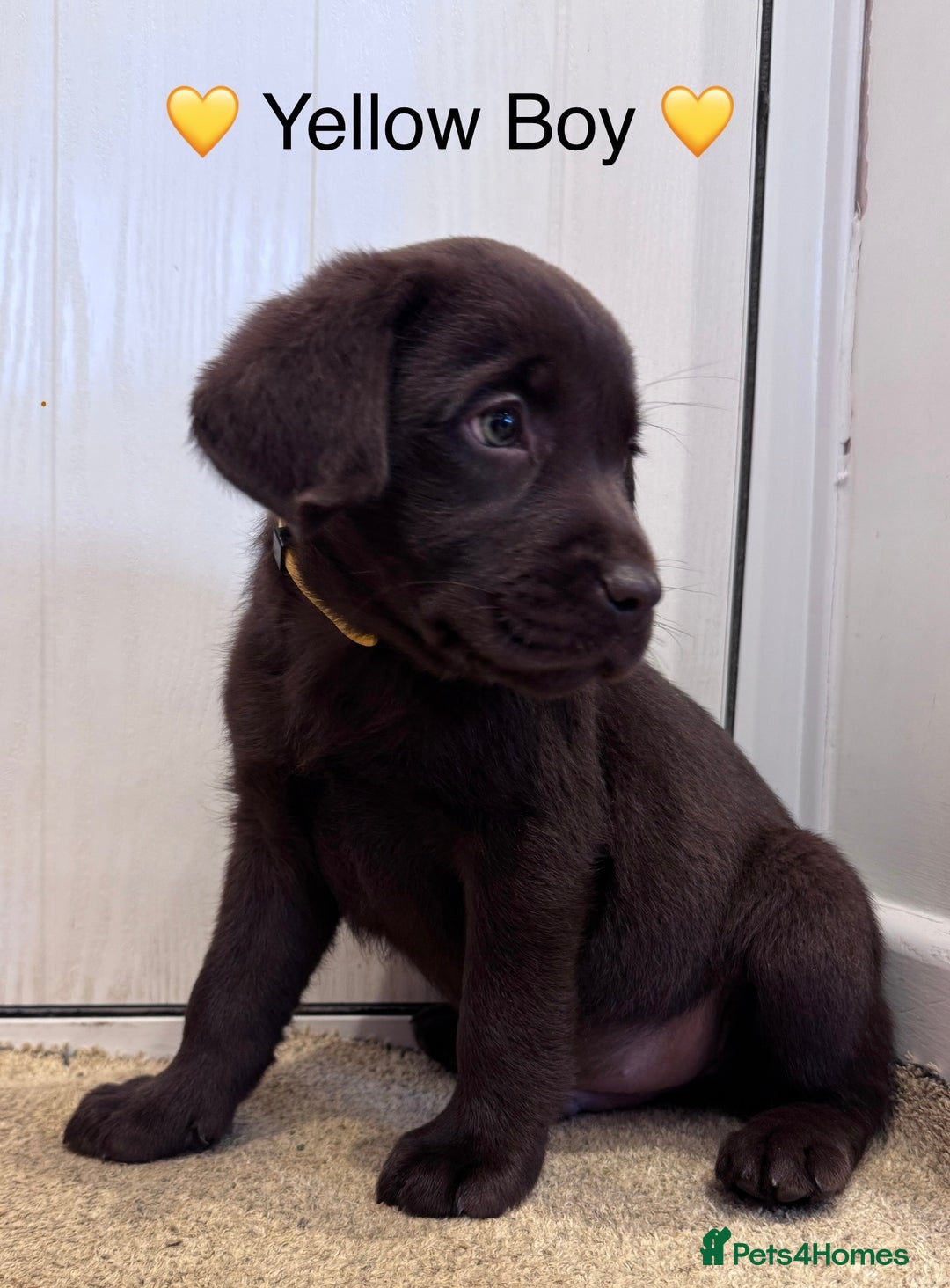 Labrador Retriever dogs for sale: Outstanding Quailty Chocolate Labrador Puppies - Advert 7