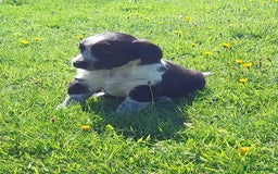 Mixed Breed dogs for sale: Rough Collie x Cocker Spaniel  - Image 1