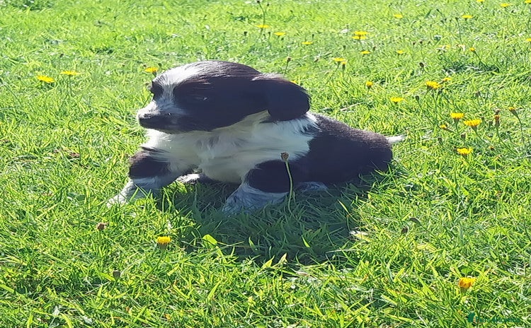 Mixed Breed dogs - Advert 1