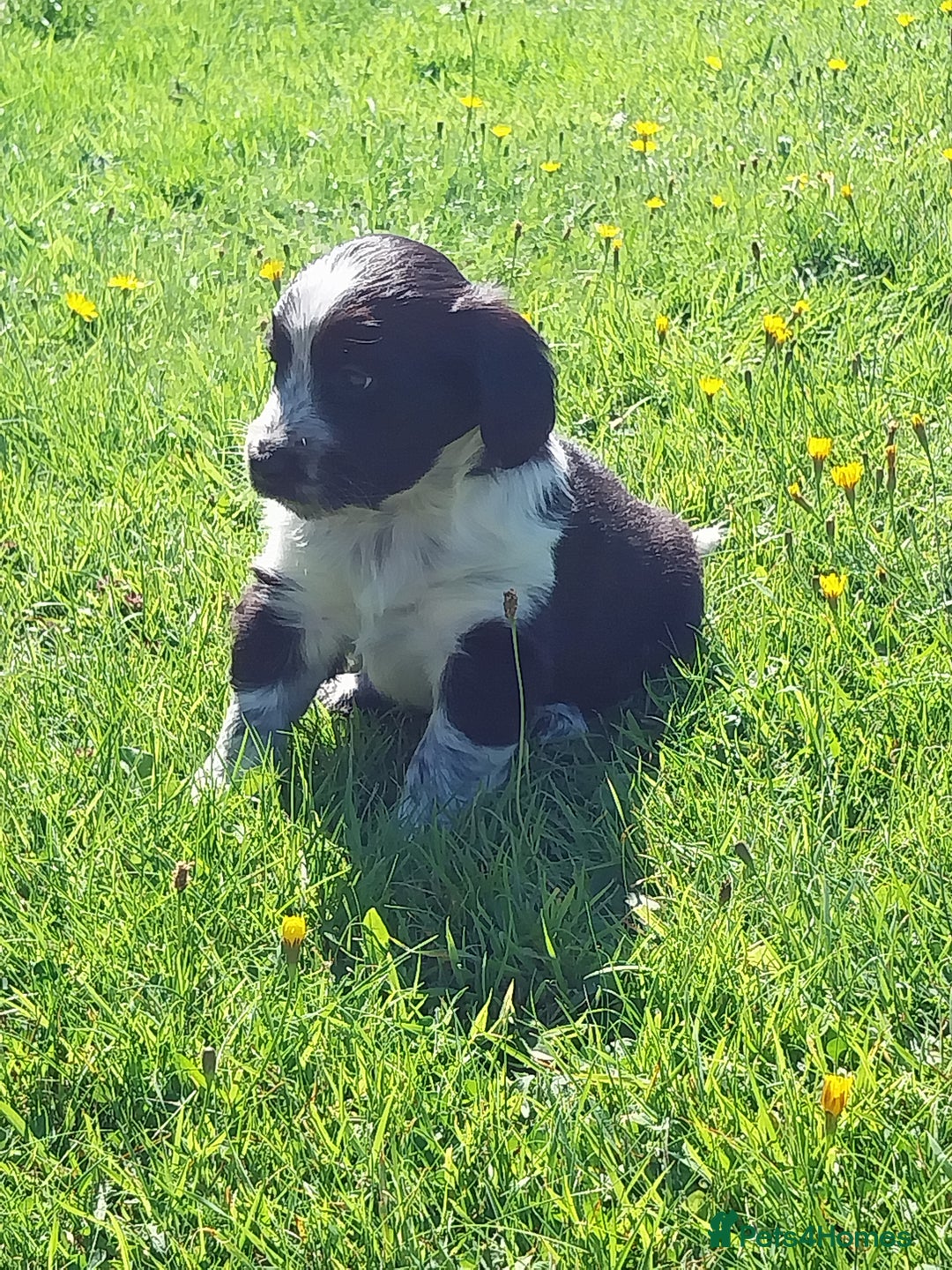 Mixed Breed dogs for sale: Rough Collie x Cocker Spaniel  - Image 1