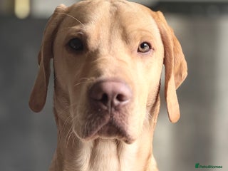 Mixed Breed dogs for sale: 18 month old vizsla/labrador - Advert 1