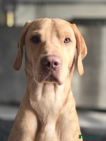 Mixed Breed dogs 18 month old vizsla/labrador - Advert 1