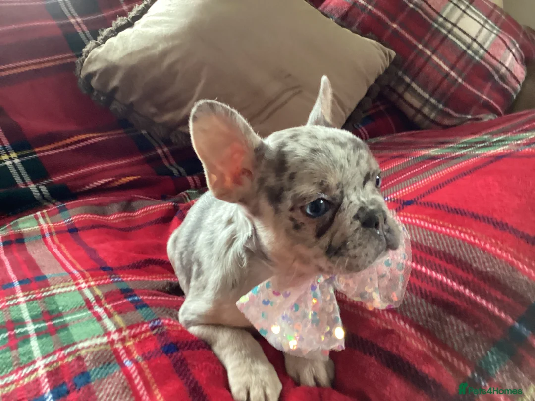 French Bulldog dogs for sale: French bulldogs - Advert 3
