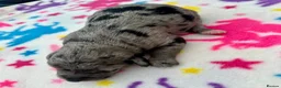 Schnoodle dogs for sale: F1B Stunning Merle Schnoodle  - Advert 5