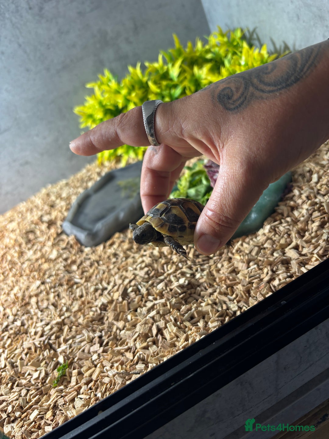 Hermann Tortoise reptiles for sale: Ninja the tortoise - Image 3