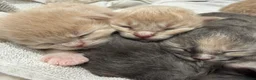 Maine Coon cats for sale: Beautiful XL Maine Coon X Ragdoll  Kittens - Advert 2