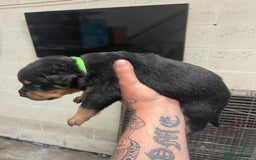 Rottweiler dogs for sale: Rottweiler/rotty puppies - Image 11