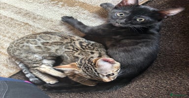 Bengal cats - Advert 5