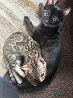 Bengal cats - Advert 4