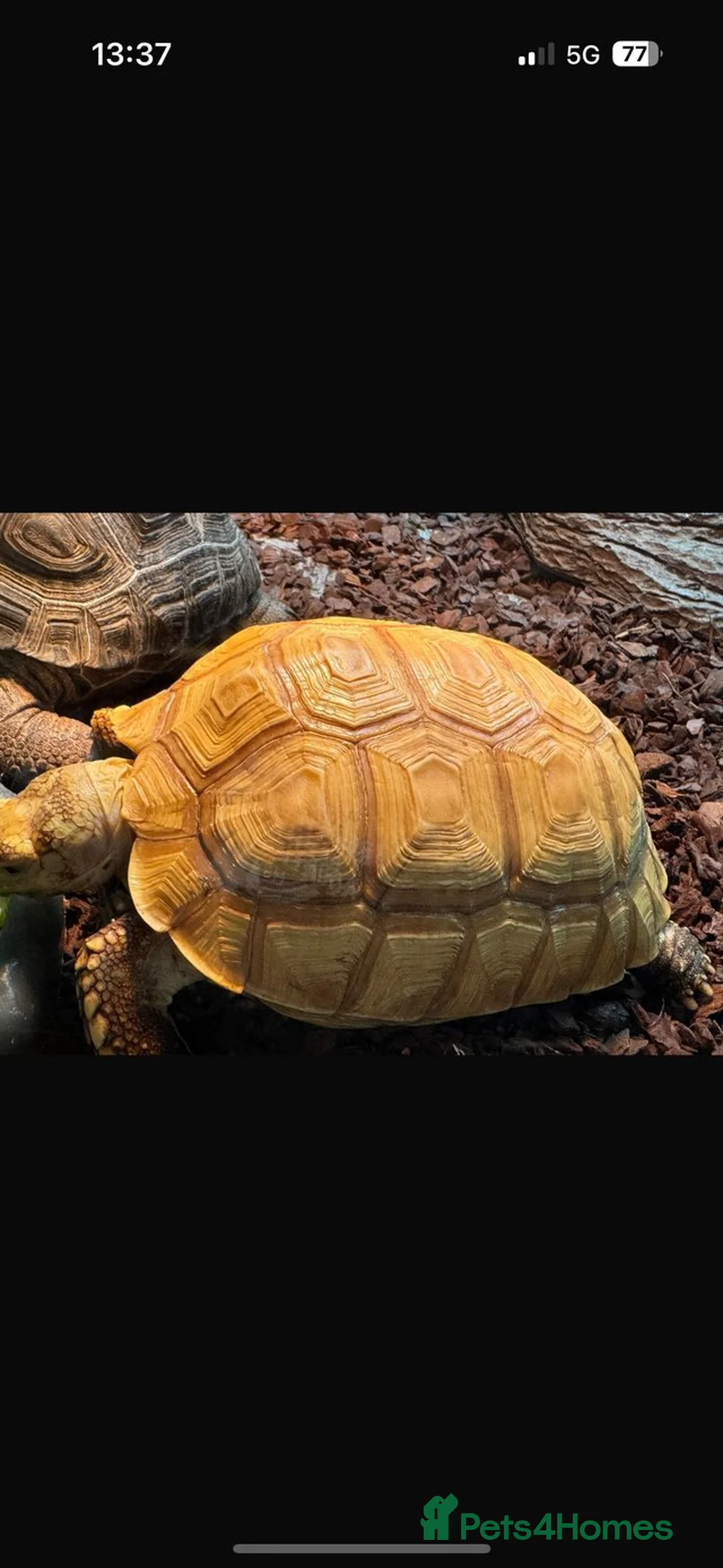 Tortoise reptiles for sale: Sulcata (True Ivory)  in Epsom - Advert 1