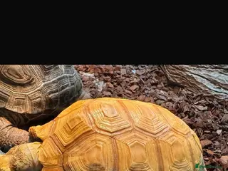 Tortoise reptiles Sulcata (True Ivory) - Advert 1