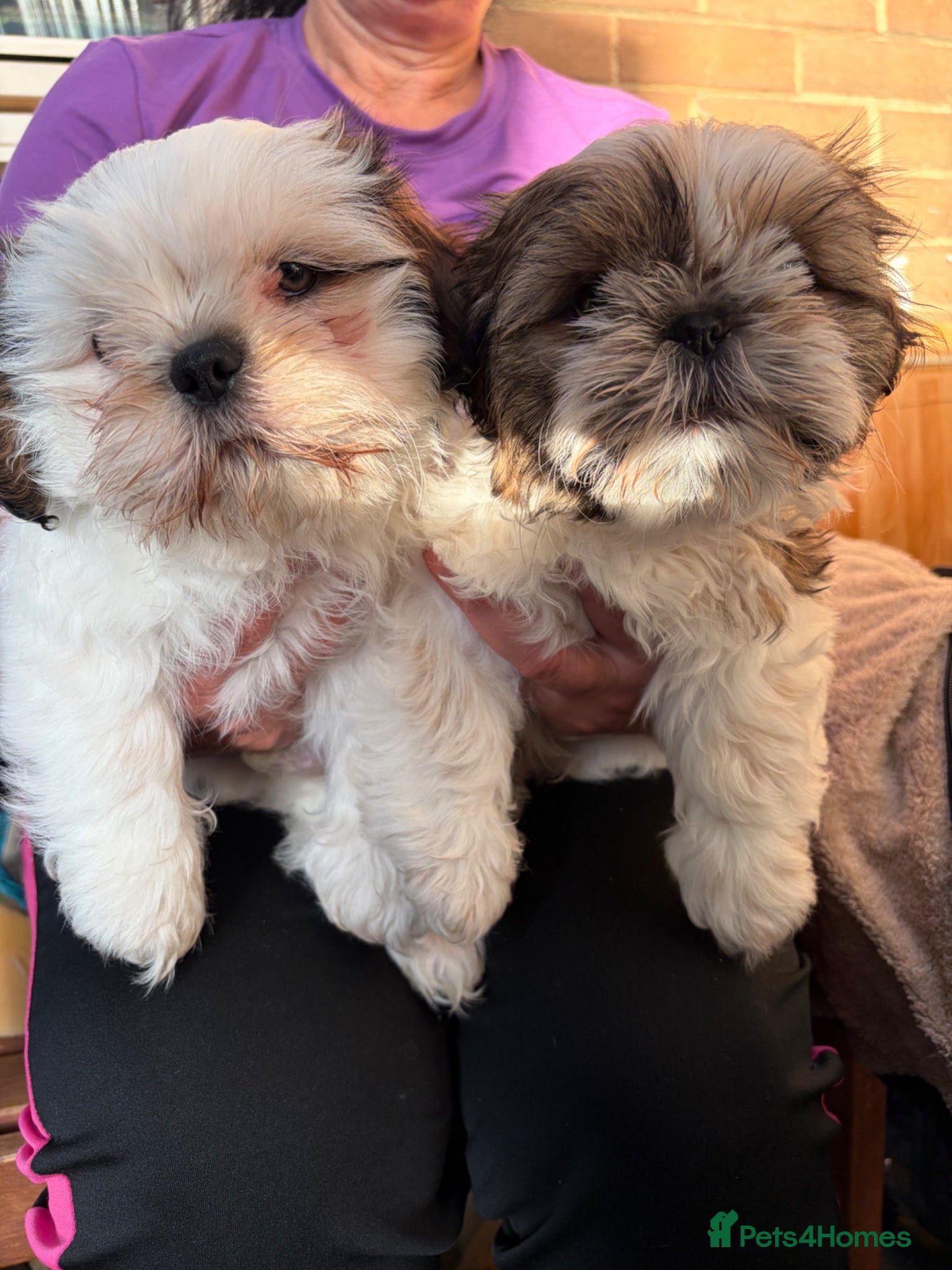 Shih Tzu dogs Beautiful Shihtzu Puppy’s BoYs leFt - Advert 1