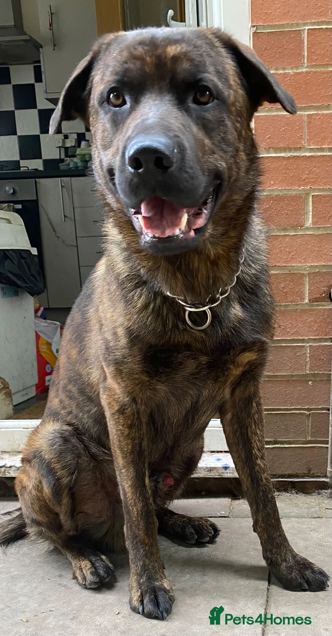 Mixed Breed dogs for sale: Duke  - Advert 1