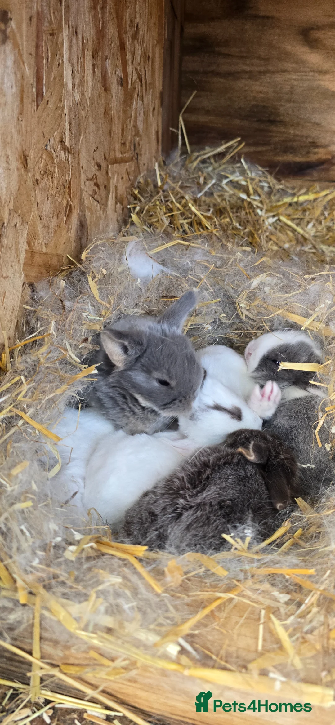Mini Lop rabbits for sale: Baby mini lops / lion lops - Advert 11