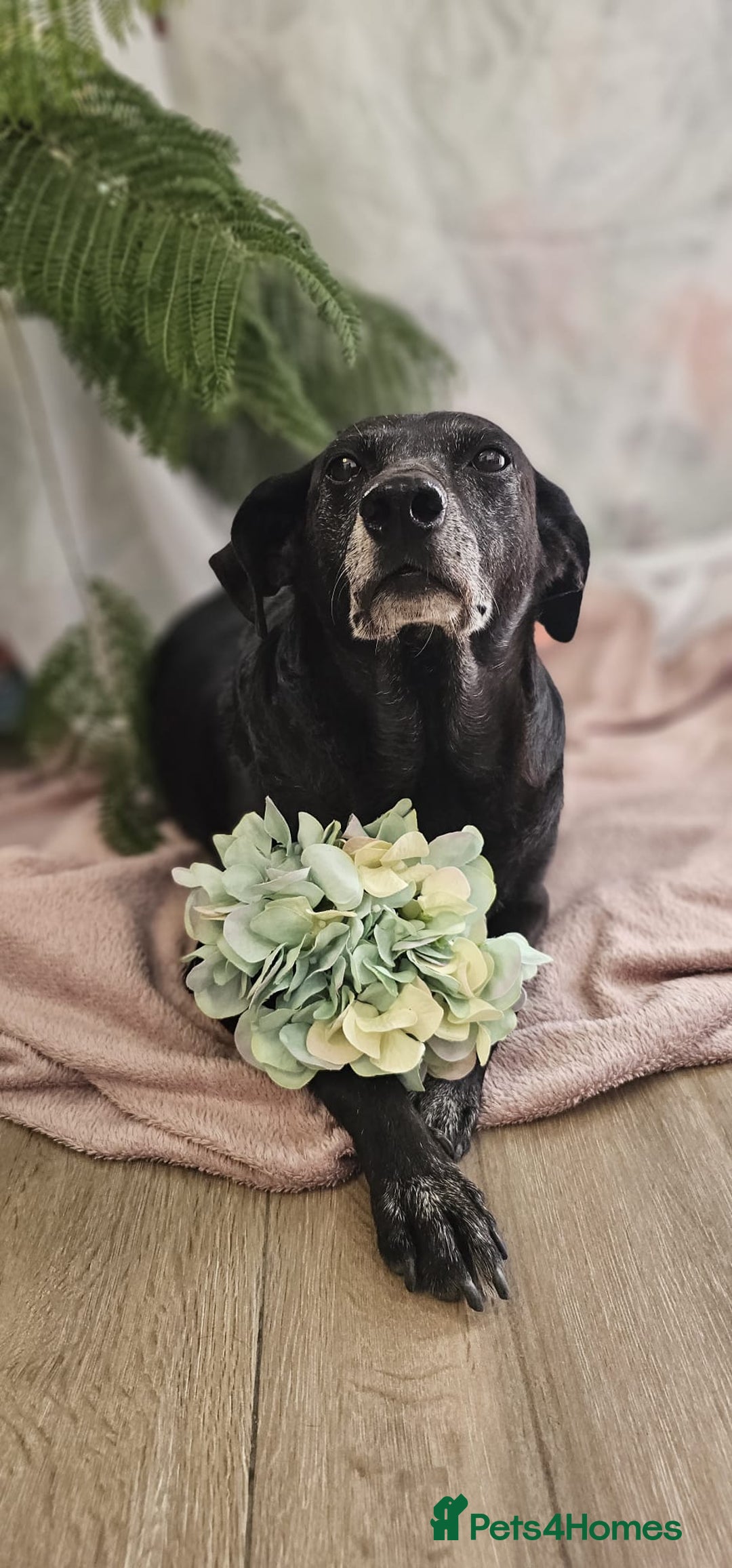Mixed Breed dogs for adoption: A joint home needed for two Grandma’s - Image 12