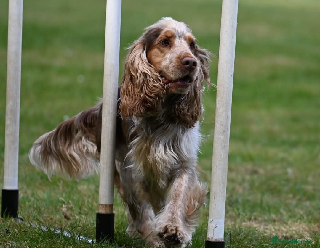 Cocker Spaniel dogs for sale: Chocolate Roan & Tan Cocker Spaniel Girl - Image 7