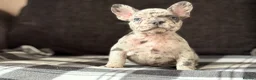French Bulldog dogs for sale: Beautiful French Bulldog Puppies  - Advert 3