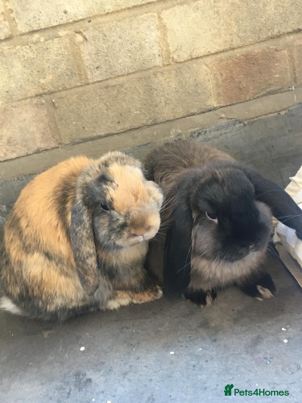 Mini Lop rabbits 2 male Mini Lop X Bunnies - Advert 15