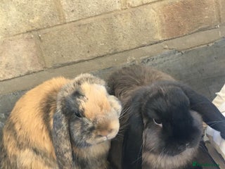 Mini Lop rabbits 2 male Mini Lop Bunnies - Advert 9