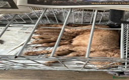 Miniature Poodle dogs for sale: MINIATURE POODLE PUPPIES - Image 20