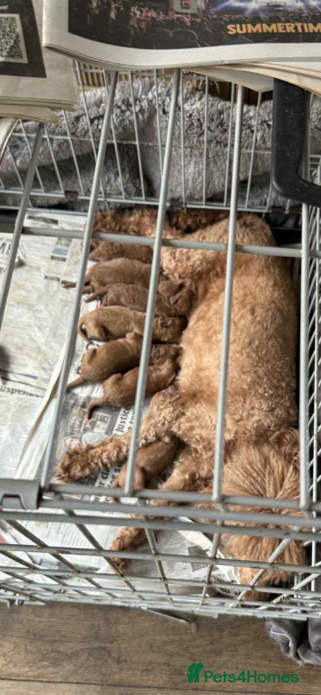 Miniature Poodle dogs for sale: MINIATURE POODLE PUPPIES - Image 20