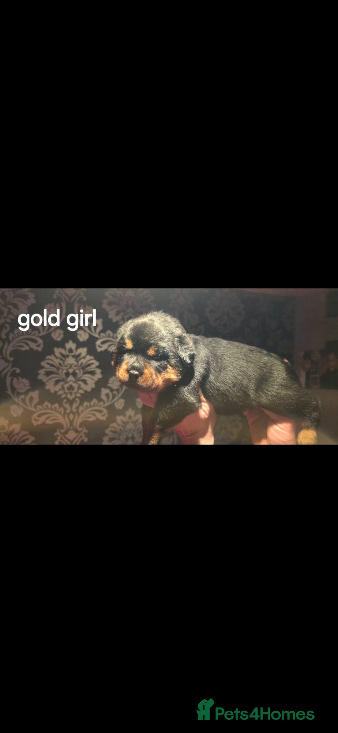Rottweiler dogs for sale: Kc rottweiler  - Advert 20