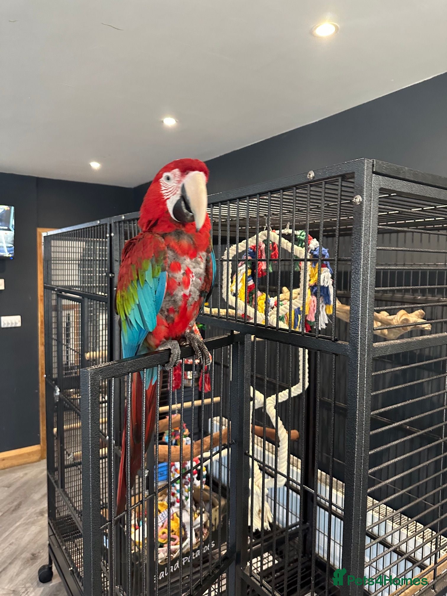 Macaws birds Green-Winged Macaw – Experienced Home Only, Surrey - Advert 1