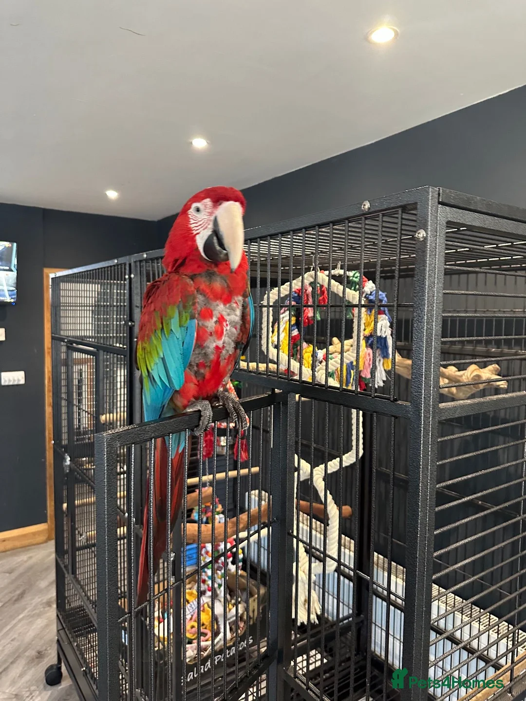 Macaws birds for sale: Green-Winged Macaw – Experienced Home Only, Surrey in Walton-on-Thames - Advert 1