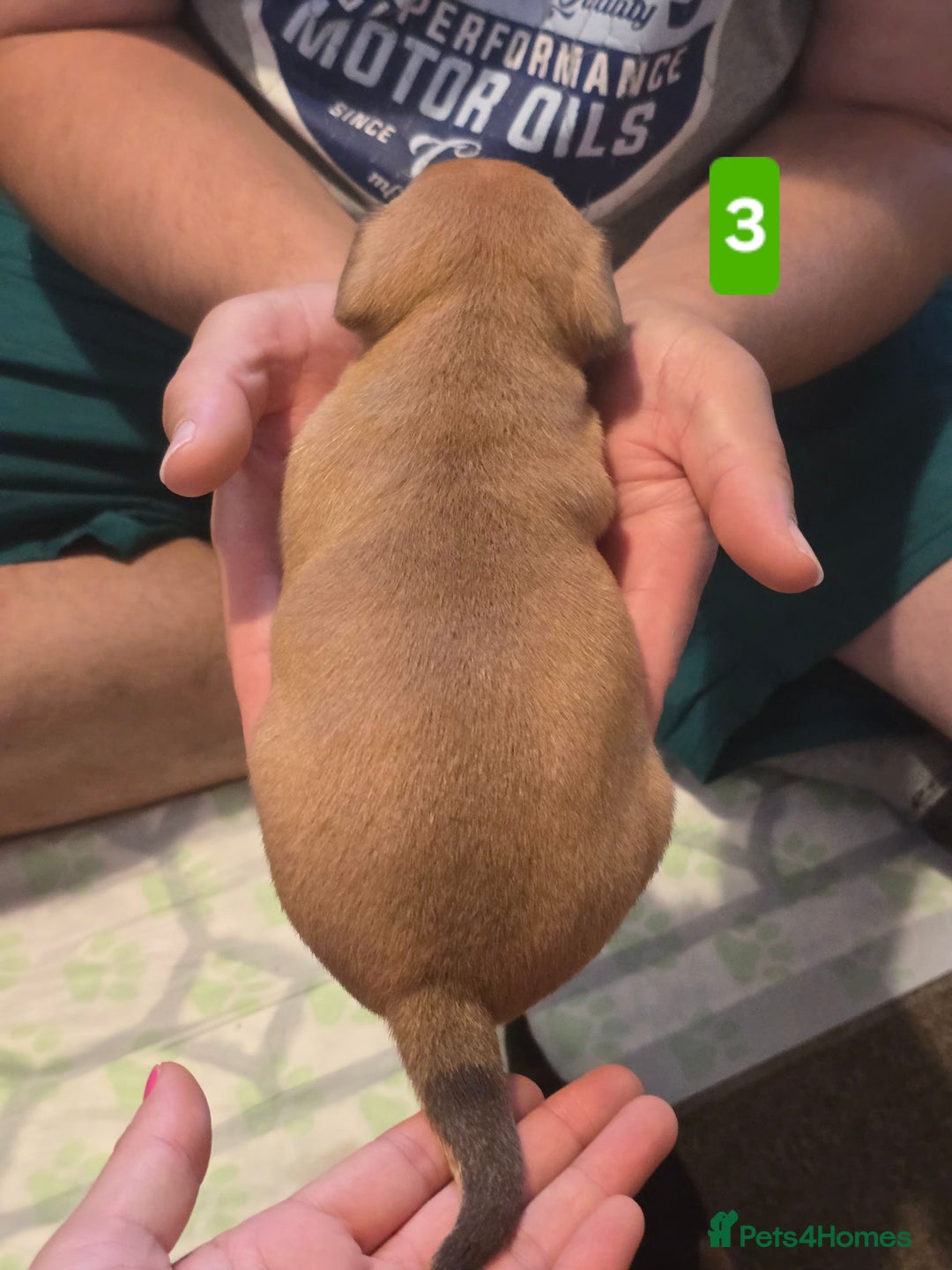 Jack Russell dogs for sale: Jack Russell puppy  - Image 9