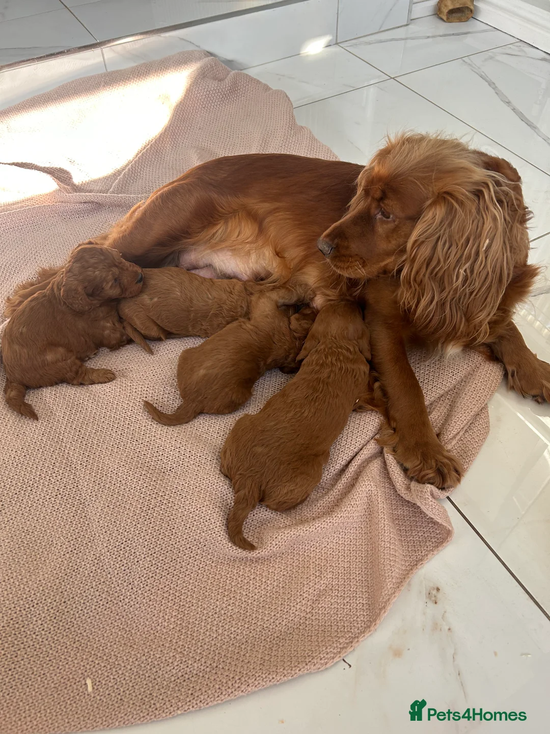Cockapoo dogs for sale: 🐶Exceptional dark red toy cockapoos🐶 - Advert 3