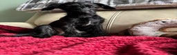 Mixed Breed dogs for sale: Bed Italian greyhound x miniature poodle  - Advert 3