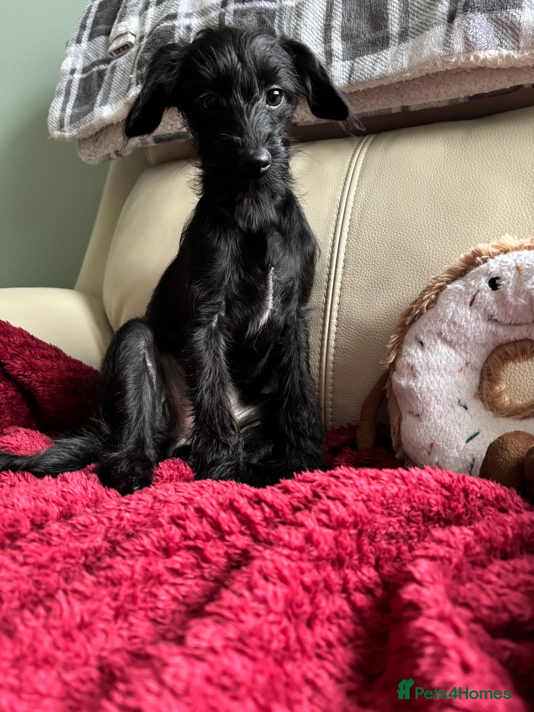 Mixed Breed dogs for sale: Bed Italian greyhound x miniature poodle  - Advert 3