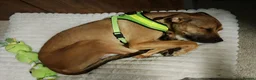 Mixed Breed dogs for sale: Sweet boy  - Advert 3