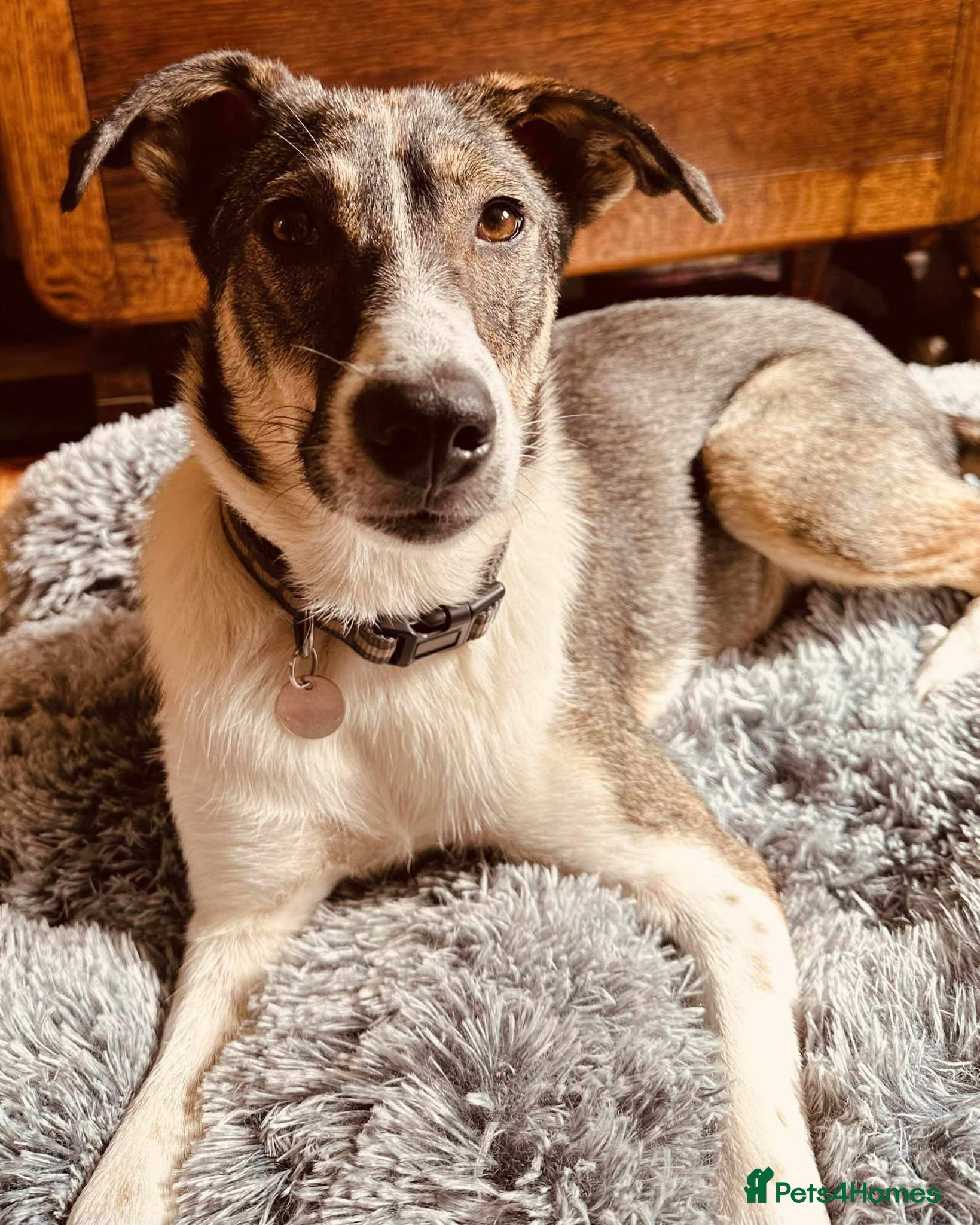 Mixed Breed dogs Marble seeks forever home  - Advert 3