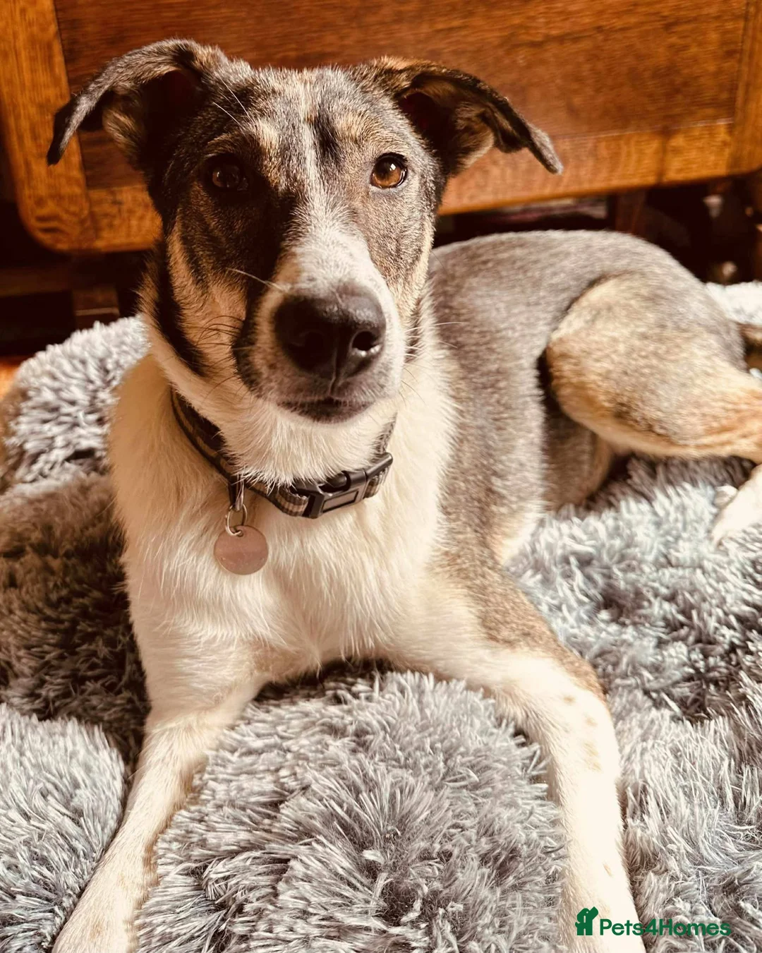 Mixed Breed dogs for adoption: Marble seeks forever home  - Advert 1