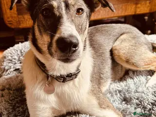 Mixed Breed dogs Marble seeks forever home - Advert 3