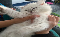 Ragdoll cats for sale: Ragdoll kitten for sale - Image 3