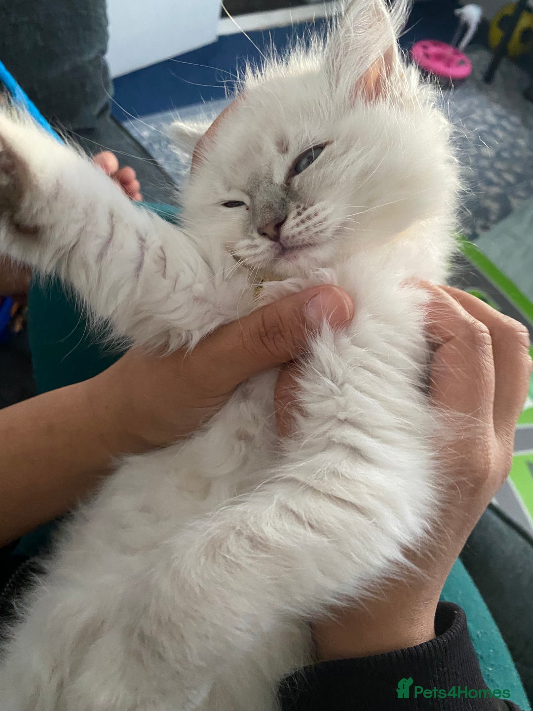 Ragdoll cats for sale: Ragdoll kitten for sale - Image 3