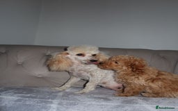 Toy Poodle dogs for sale: Toy poodle puppy - Image 7