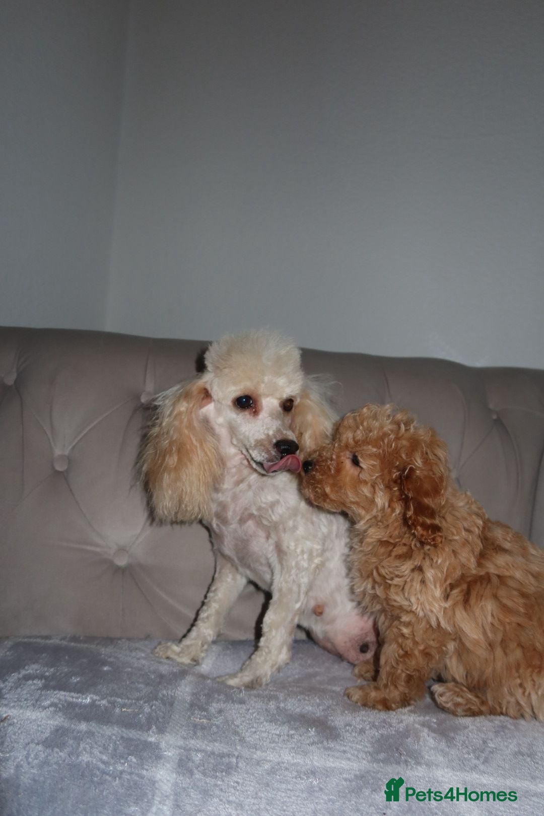 Toy Poodle dogs for sale: Toy poodle puppy - Image 7