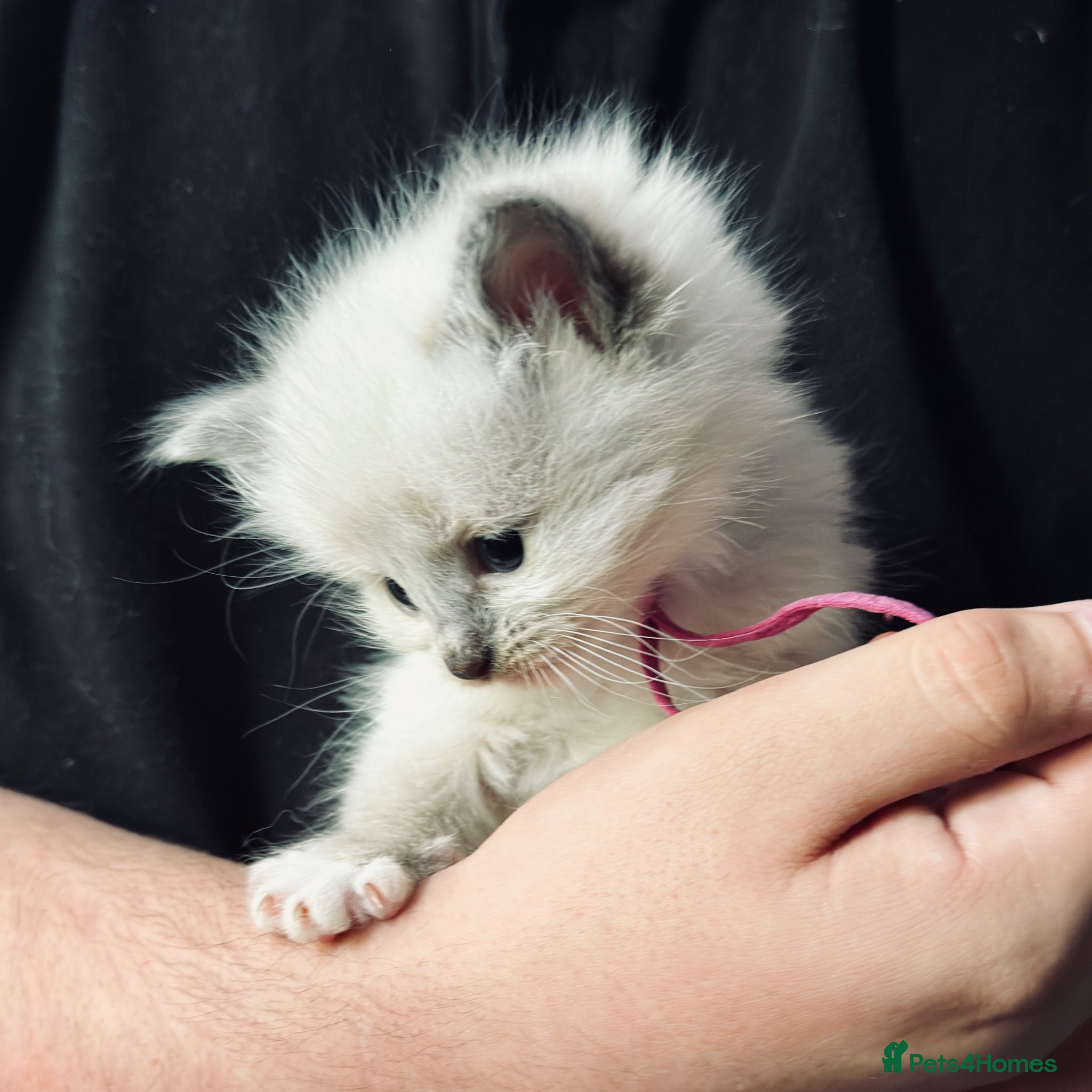 Ragdoll Kitten 1