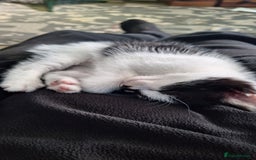 Mixed Breed cats for sale: Fluffy Kittens Gorgeous Personalities! 🐱💞 - Image 6