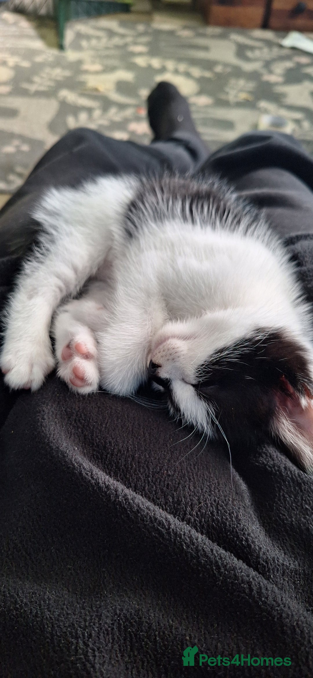 Mixed Breed cats for sale: Fluffy Kittens Gorgeous Personalities! 🐱💞 - Image 6