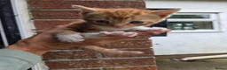 Mixed Breed cats for sale: Ginger girls and tortashell Kittens male & female  in Beaworthy - Advert 18