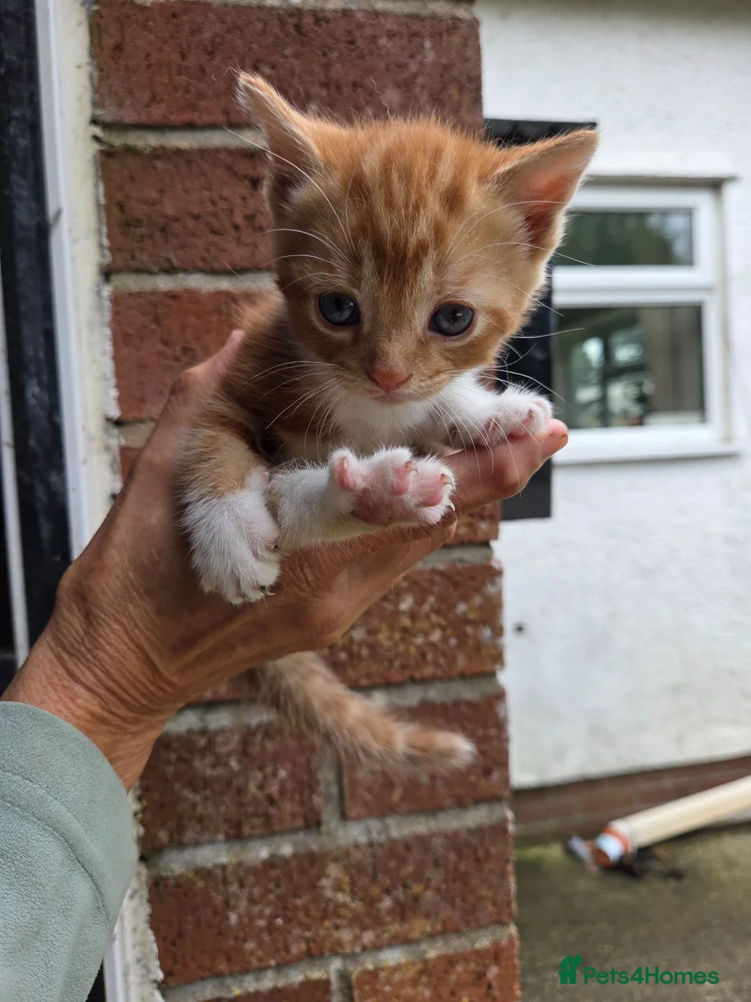Mixed Breed cats for sale: Ginger girls and tortashell Kittens male & female  in Beaworthy - Advert 18