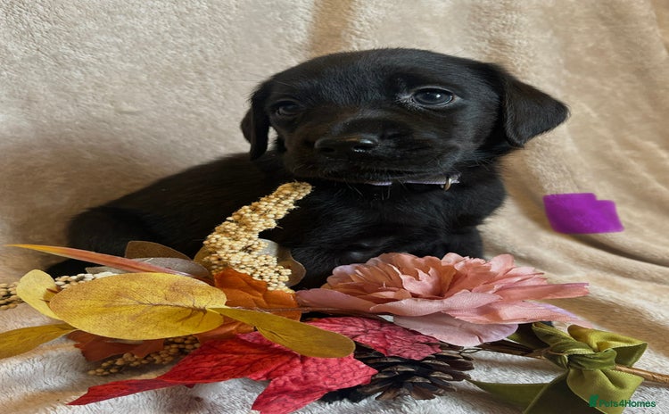 Labrador Retriever dogs - Advert 3