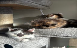 Persian cats for sale: mixed bombay and persian kittens  - Image 3