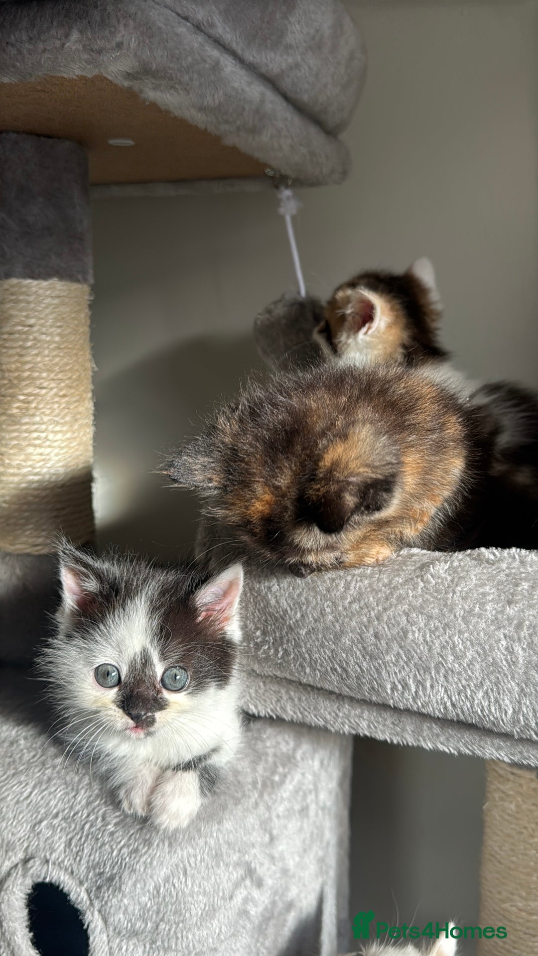 Persian cats for sale: mixed bombay and persian kittens  - Image 3